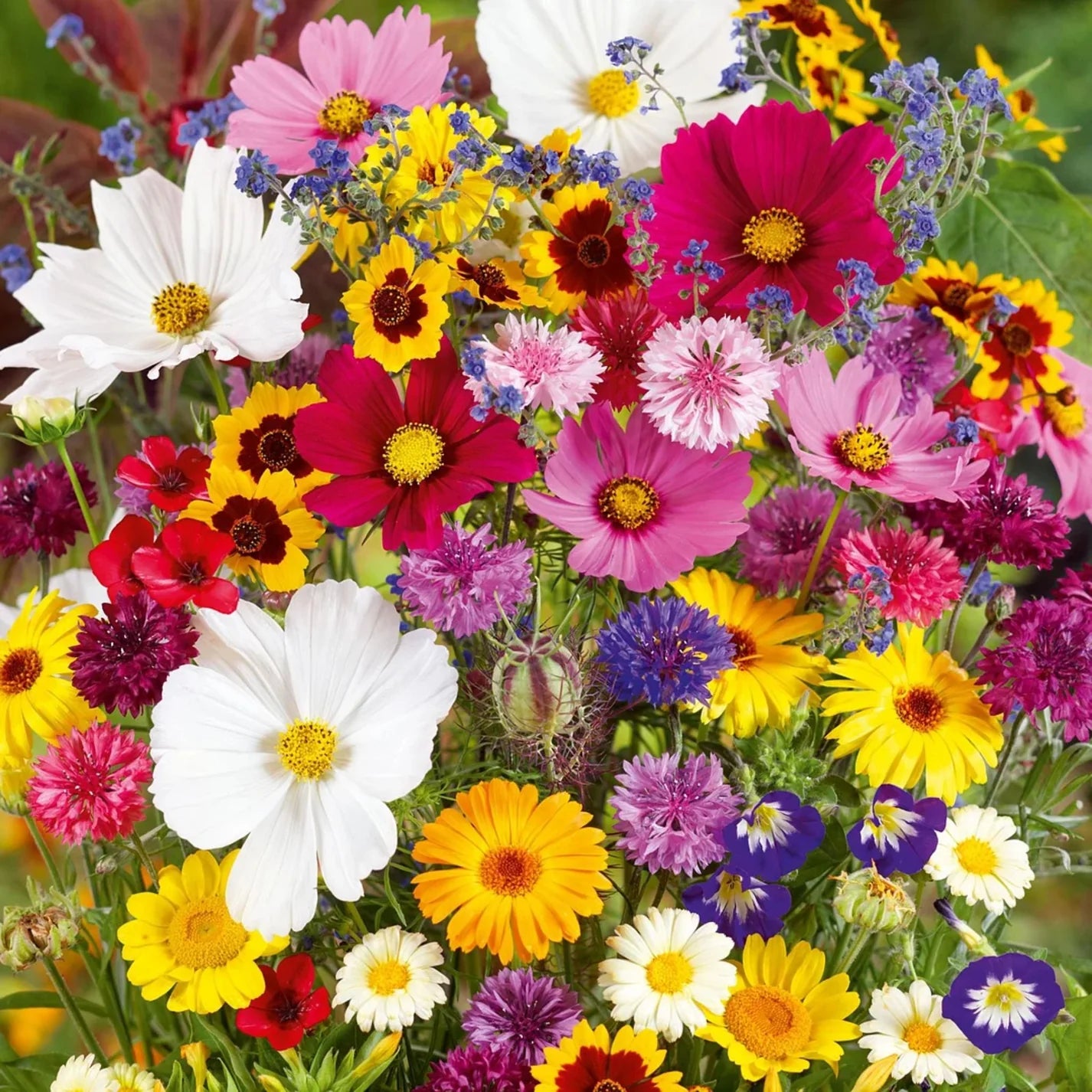 45 Varieties of Premium Flower Seeds Combo Pack